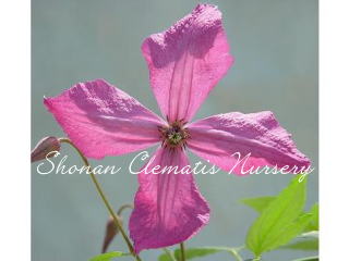 エティカ　の画像