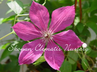 コメレイの画像