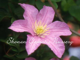 コンテス・ド・ボシャールの画像