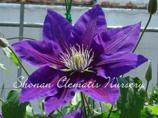 ザ・ベルベットの画像