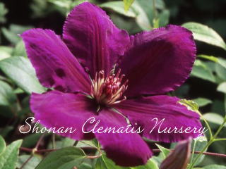 ジプシー・クィーンの画像