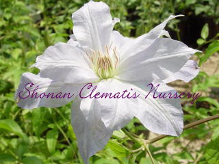 湘南クレマチス園 - ジャックマニー・アルバ