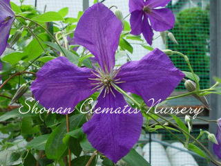 ジャックマニー・スーパーバの画像