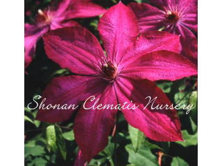 W・S・カリックの画像