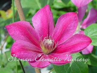 トリーヌの画像