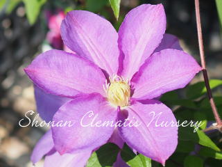 ドロシー・トレバーの画像