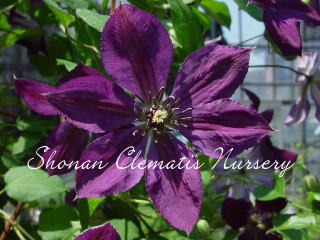 ネグリタンカの画像