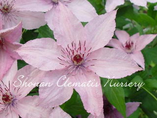 ハーグレイ・ハイブリッドの画像