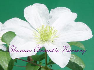 ハルディンの画像