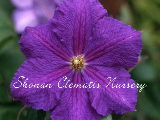 ビクトリアの画像