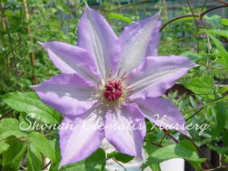 プリバルチカの画像