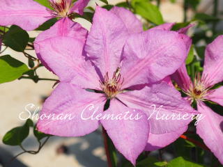 マーガレット・ハントの画像