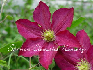 マダム・エドワード・アンドレの画像