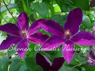 マダム・グランジェの画像