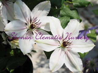 遅咲き品種（春）/白系｜湘南クレマチス園