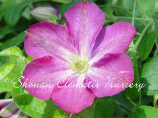 ミニシールクの画像