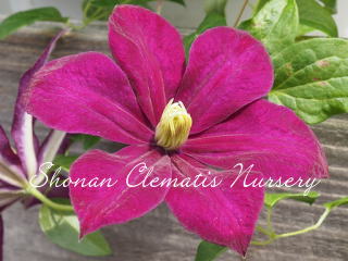 モンテ・カシーノの画像