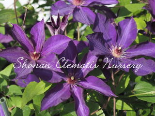 ライラシーナ・フロリバンダの画像