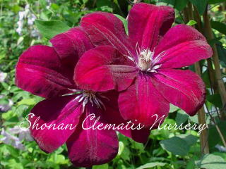 ルージュ・カージナルの画像