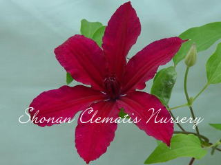 ルーテルの画像