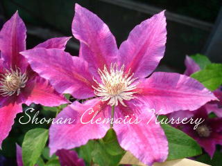 レディー・イン・レッドの画像