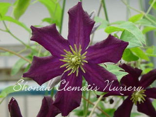 ロマンチカの画像