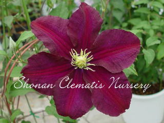 ワルシャワ・ニーケの画像