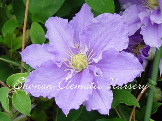 クレマチスです Clematis ｜クレマチス – GcmRanch