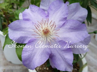 クレマチスです Clematis Series 2025 No.23] A day of training new shoots