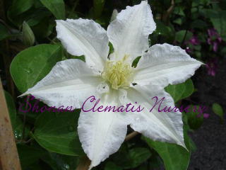 サーロモンの画像