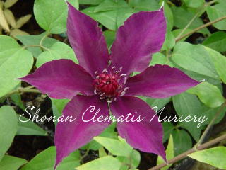 さのの紫の画像