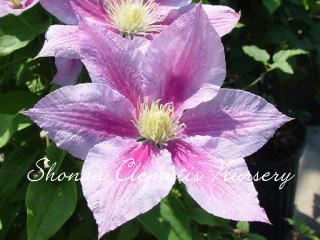 クレマチス　ピンク 湘南クレマチス園