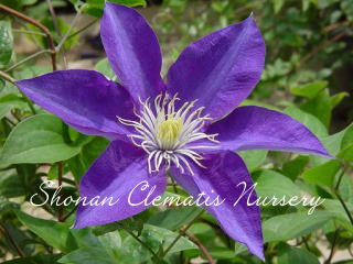 クレマチスです Clematis ｜クレマチス – GcmRanch