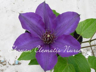 つばくろの画像