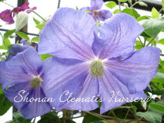 パール・ダズールの画像