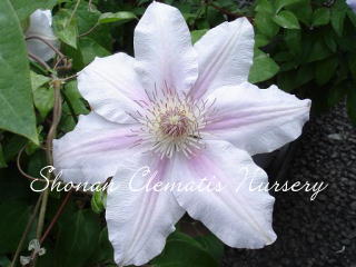 フェアリー・クィーンの画像