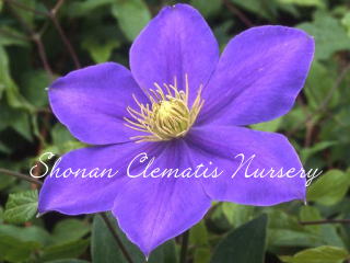 クレマチスです Clematis Series 2025 No.23] A day of training new shoots