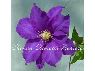 フラウ・ミキコの画像