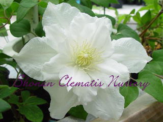 ペネルズ・ピューリティーの画像