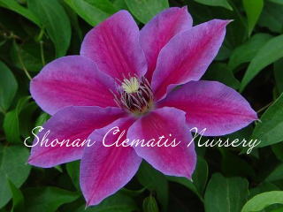 湘南クレマチス園