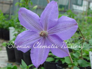 ミセス・チムリーの画像