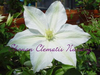 ロコ・コラの画像