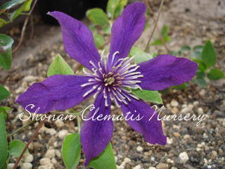 パンサーの画像