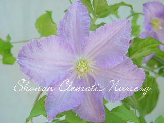 ブレキティニー・アニオール（ブルー・エンジェル）の画像