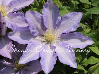 小絵（さえ）の画像