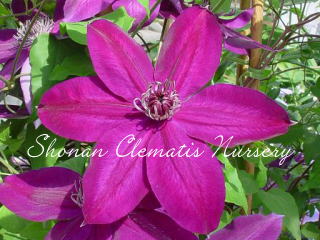クレマチスです Purchased item] 298 yen clematis / small hosta / nuanced