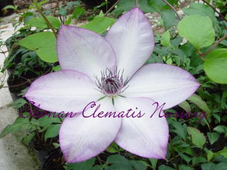 フォンド・メモリーの画像