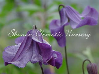 エリオステモンの画像