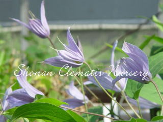 クリスタル・ヴィオレの画像