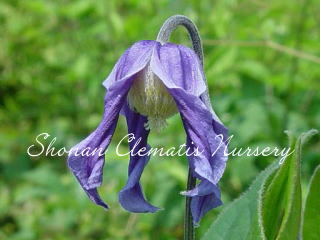 湘南の風の画像